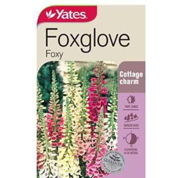 Yates Foxglove Foxy