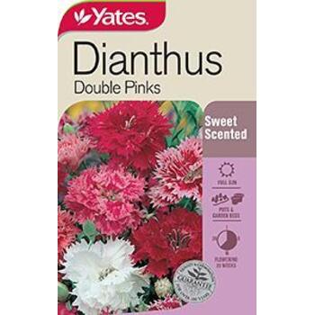 Yates Seed Dianthus Double Pinks