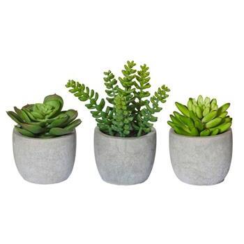 Succulent-Cement Pot - 11/16/11cm
