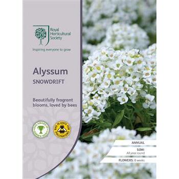 Seeds Alyssum Snowdrift RHS