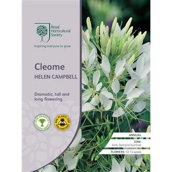 Seeds Cleome Helen Campbell RHS