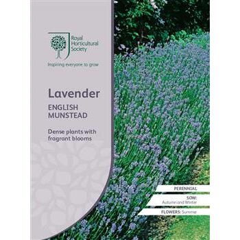 Seeds Lavender English Munstead RHS