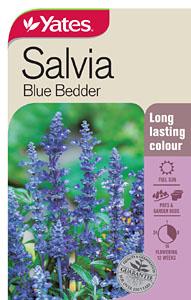 Yates Salvia Blue Bedder
