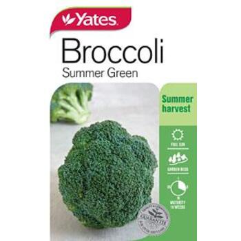 Yates Broccoli Summer Gree Seeds