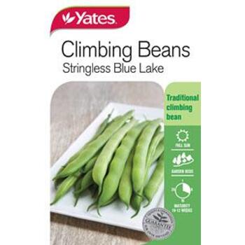 Yates Climbing Bean Blue Lake C Seeds