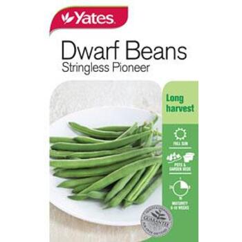 Yates Dwarf Beans Stringless Pioneer C Seeds