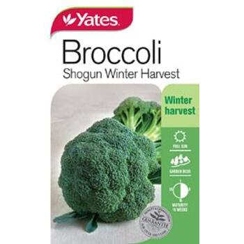 Yates Broccoli Shogan Seeds