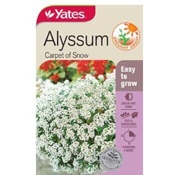 Yates Alyssum Carpet Of Snow Seeds