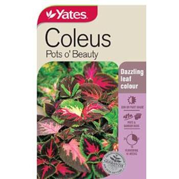 Yates Coleus Pots OBeauty C Seeds