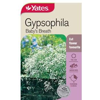 Yates Gypsophila Babys Breath