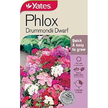 Yates Phlox Drummondii Dwarf
