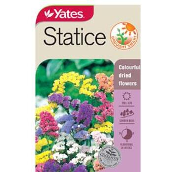 Yates Statice Everlasting Flowers