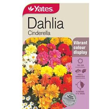 Yates Dahlia Cinderella