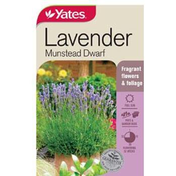 Yates Seed Lavender Munstead Dwarf