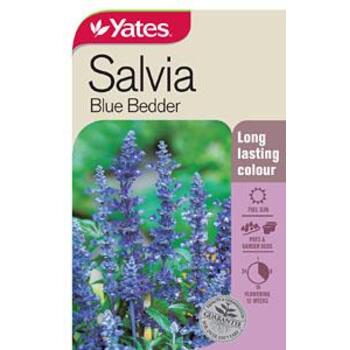 Yates Salvia Blue Bedder