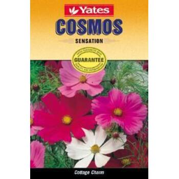 Yates Cosmos Sensation