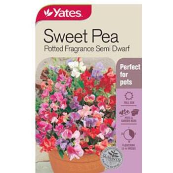 Yates Sweetpea Potted Fragrance C Seeds