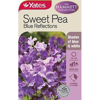 Yates Sweetpea Blue Reflections C Seeds
