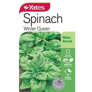 Yates Spinach Winter Queen B Seeds