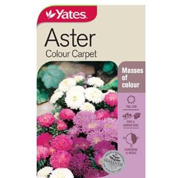 Yates Aster Carpet Colour B Seeds