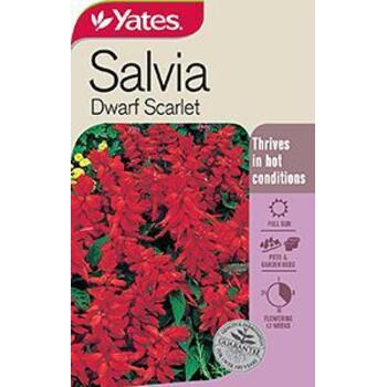 Yates Seed Salvia Dwarf Scarlet