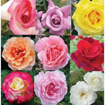 Rose Patio Standard 60-80cm Carton R