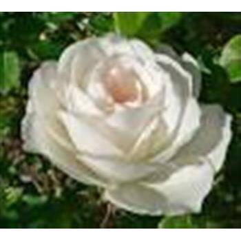 Rose Iceberg Patio Std 60-80cm 1y Carton S