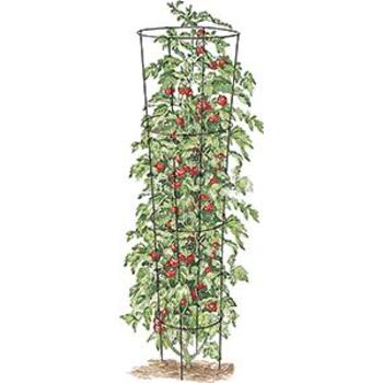 Tomato Trainer Hammertone 133cm