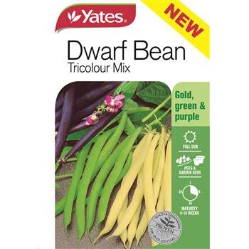 Seed Dwarf Bean C