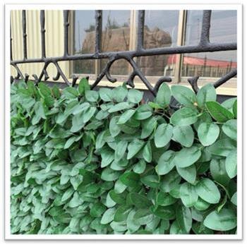 Trellis Leaf Laurel 180 x 90cm