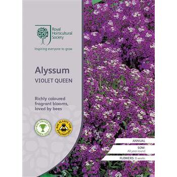 Seeds Alyssum Violet Queen RHS