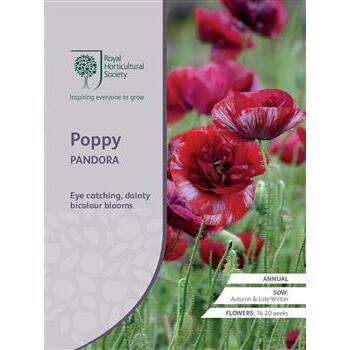 Seeds Poppy Pandora RHS