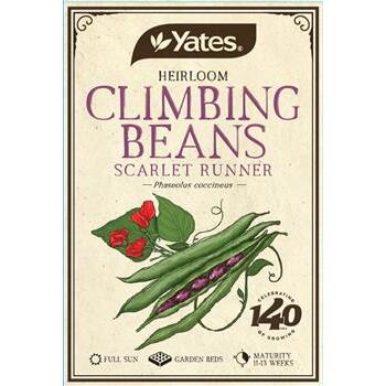 Seeds Climbing Beans Scarlet Runner Heirloom Yates